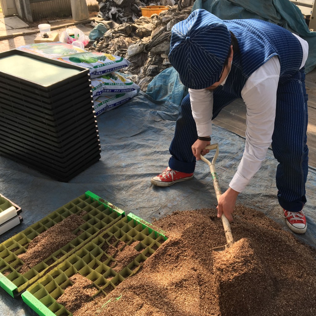 綿花山形コットン種蒔き