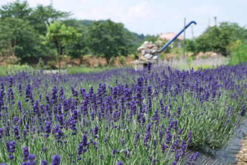 置賜公園ハーブガーデンフェア2021